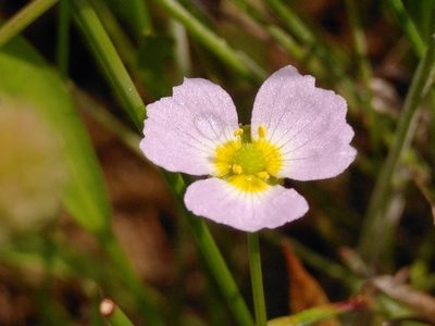 Baldellia ranunculoides