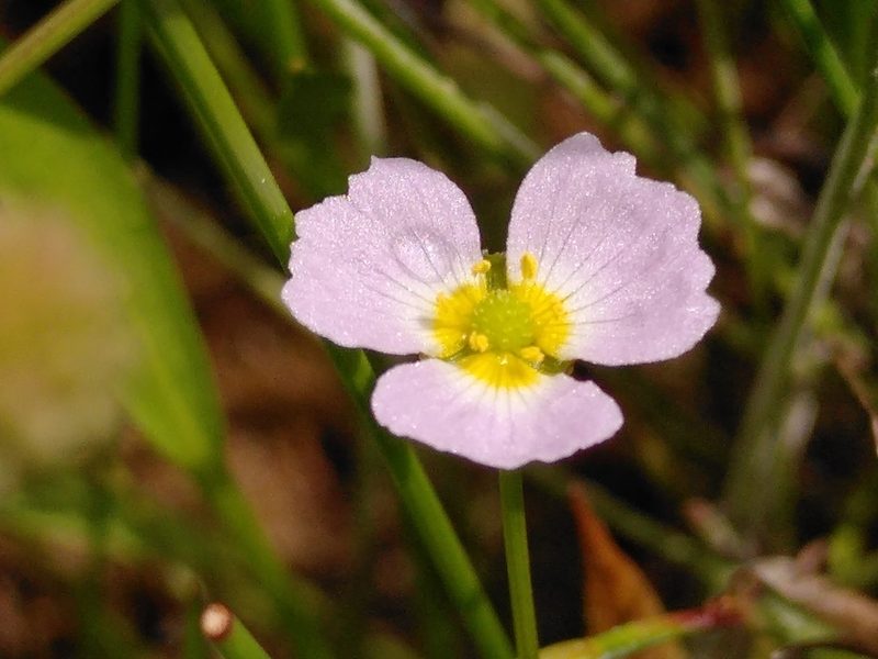 Baldellia ranunculoides, photographed by Yves Bas