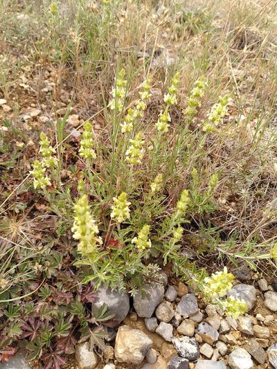 Sideritis fruticulosa, photographed by Yves Bas