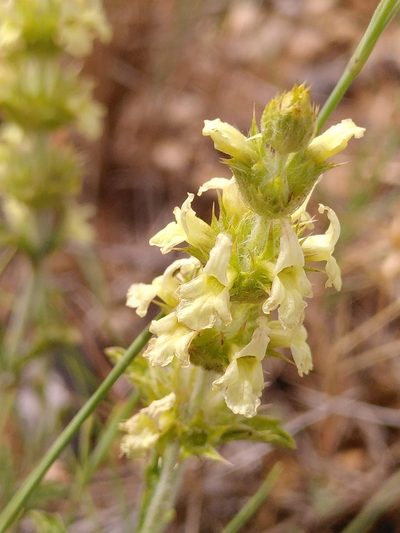 Sideritis fruticulosa, photographed by Yves Bas