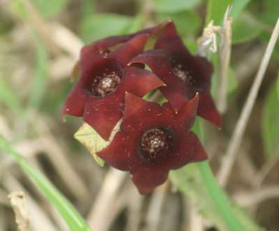 Boucerosia crenulata, photographed by Haneesh K M
