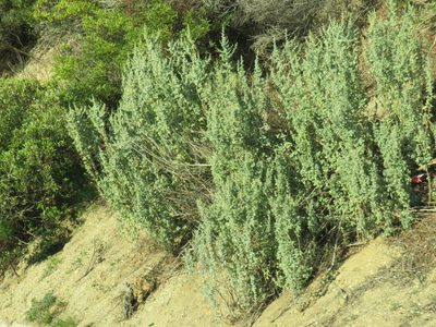 Atriplex nummularia, photographed by Jeremy Gilmore