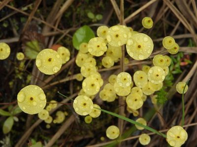 Splachnum luteum, photographed by Maky.Orel