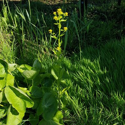 Barbarea stricta, photographed by Ilkka Tuunainen
