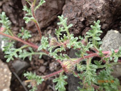 Afroaster erucifolius, photographed by Peter Warren