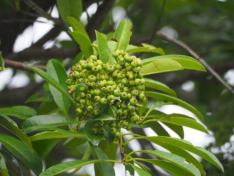 Stranvaesia bodinieri, photographed by 葉子