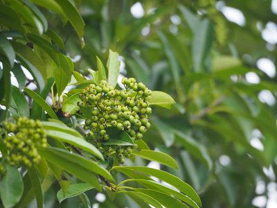 Stranvaesia bodinieri, photographed by 葉子
