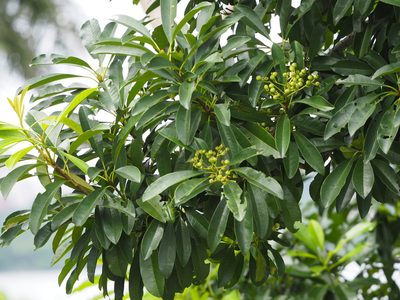 Stranvaesia bodinieri, photographed by 葉子
