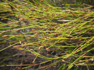 Restio ramosissimus, photographed by douglaseustonbrown