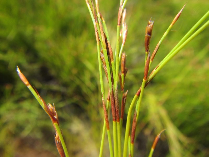 Restio ramosissimus, photographed by douglaseustonbrown