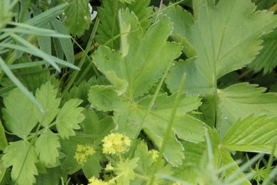 Alchemilla subcrenata, photographed by Maxim Shashkov
