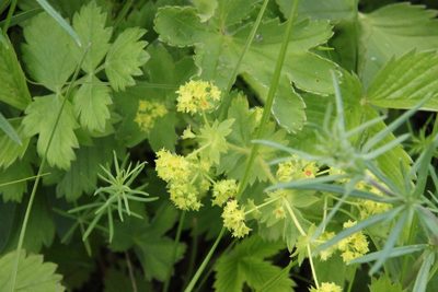 Alchemilla subcrenata, photographed by Maxim Shashkov