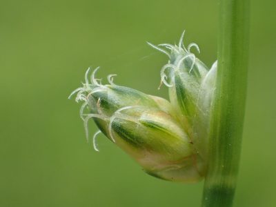 Schoenoplectiella juncoides, photographed by 葉子