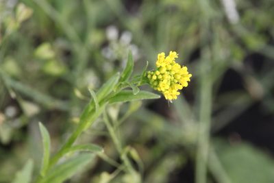 Neslia paniculata, photographed by Maxim Shashkov