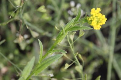 Neslia paniculata, photographed by Maxim Shashkov