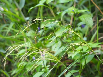 Spodiopogon cotulifer, photographed by 葉子