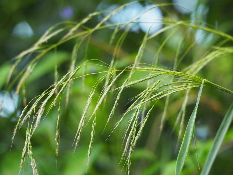 Spodiopogon cotulifer, photographed by 葉子