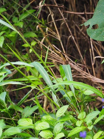 Spodiopogon cotulifer, photographed by 葉子