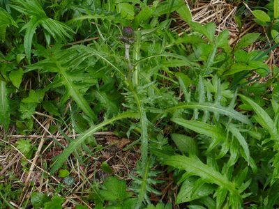 Cirsium rivulare, photographed by Eugene Popov