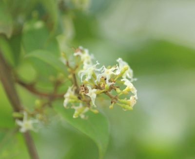 Ichnocarpus frutescens, photographed by Haneesh K M