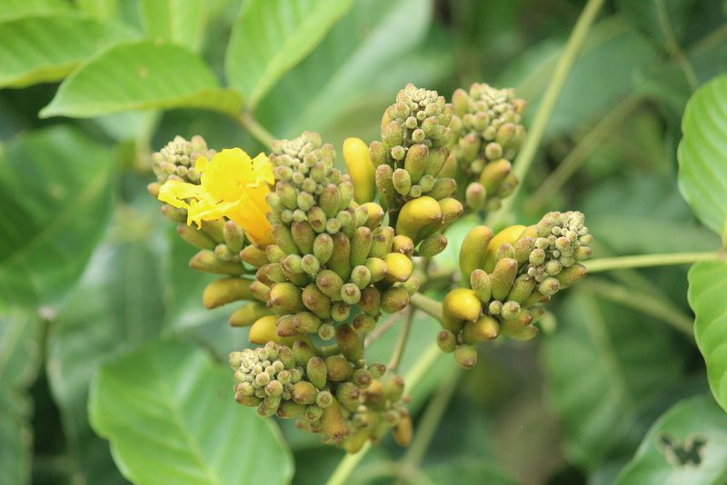Markhamia lutea, photographed by Haneesh K M