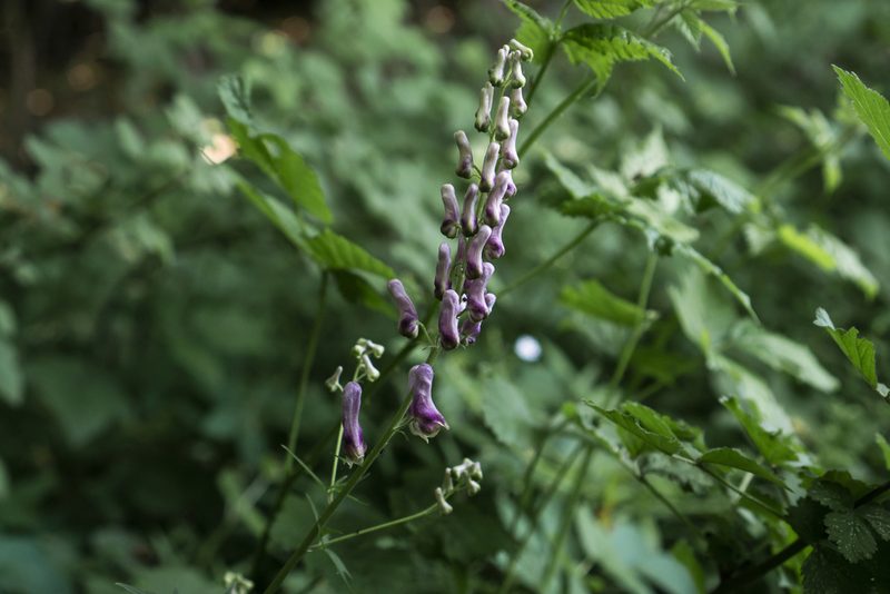 Aconitum moldavicum, photographed by Conrad Altmann