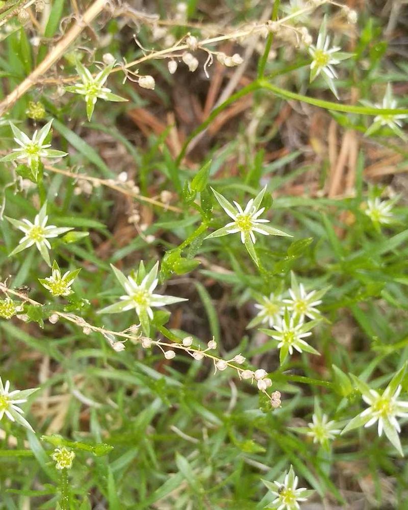 Adenonema cherleriae, photographed by Юлия