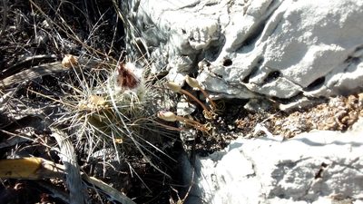 Anacampseros coahuilensis, photographed by Leticia Jiménez Hernández