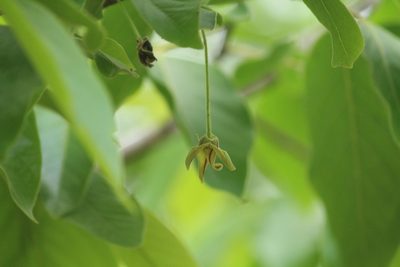 Miliusa tomentosa, photographed by Haneesh K M