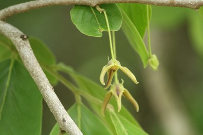 Miliusa tomentosa, photographed by Haneesh K M