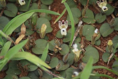 Andrographis serpyllifolia, photographed by Haneesh K M