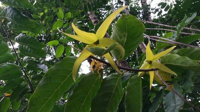 Cananga odorata, photographed by Roger A. Morales-Flores