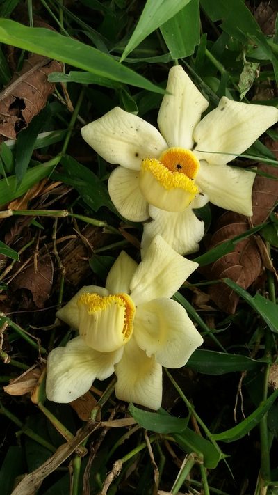 Couroupita nicaraguarensis, photographed by Roger A. Morales-Flores