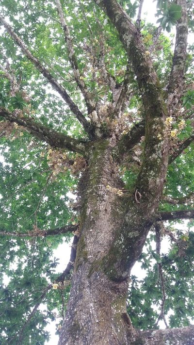 Couroupita nicaraguarensis, photographed by Roger A. Morales-Flores