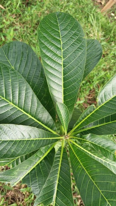 Couroupita nicaraguarensis, photographed by Roger A. Morales-Flores