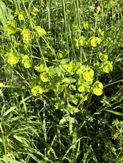 Euphorbia platyphyllos, photographed by Thomas Ebner