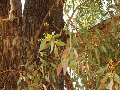 Eucalyptus melliodora, photographed by Matthew Fainman