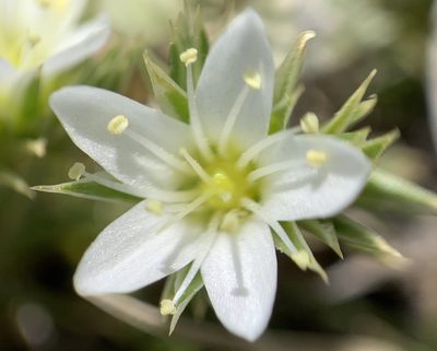 Eremogone hookeri, photographed by mark-groeneveld