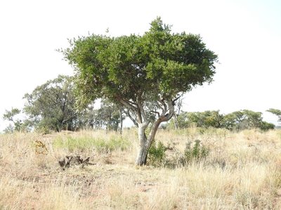 Strychnos pungens, photographed by Matthew Fainman