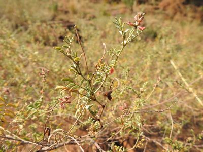 Indigofera melanadenia, photographed by Matthew Fainman