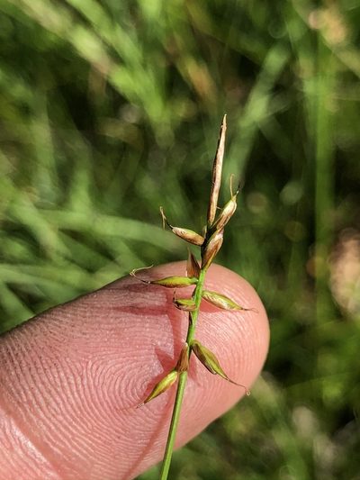 Carex pulicaris, photographed by Thomas Ebner
