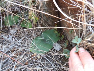 Haemanthus humilis, photographed by Matthew Fainman