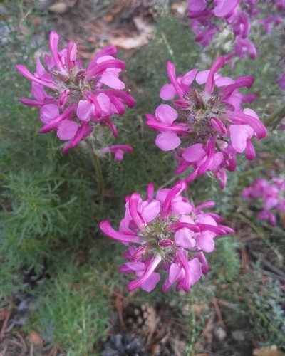 Pedicularis rubens, photographed by Юлия