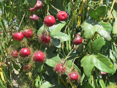 Passiflora hibiscifolia, photographed by Alexis López Hernández