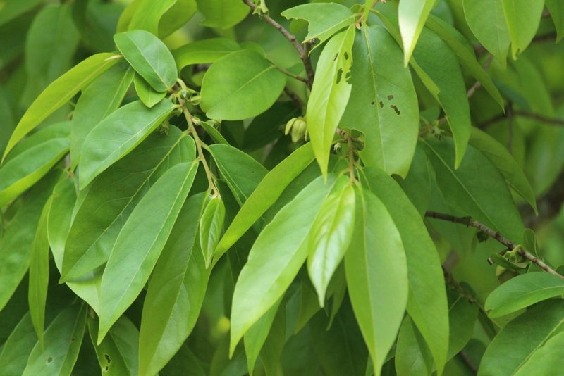 Huberantha cerasoides, photographed by Haneesh K M