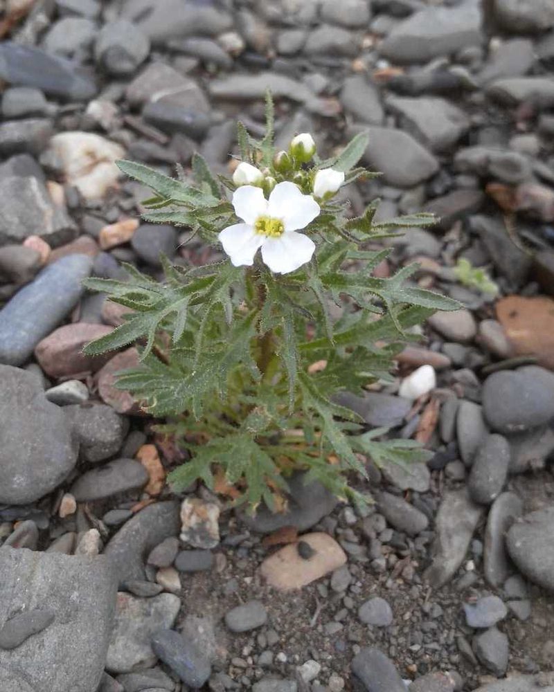 Dontostemon pinnatifidus, photographed by Юлия
