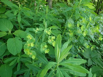 Euphorbia purpurea, photographed by Evan M. Raskin