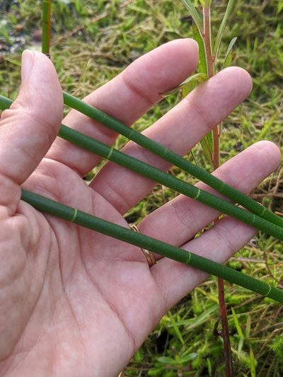 Eleocharis equisetoides, photographed by Alison Northup
