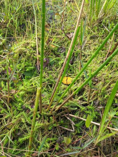 Eleocharis equisetoides, photographed by Alison Northup
