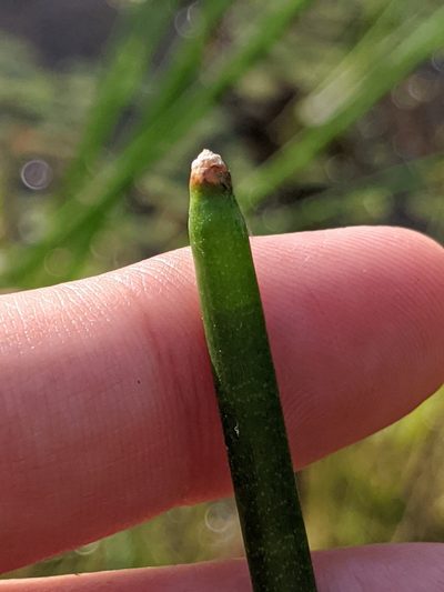 Eleocharis equisetoides, photographed by Alison Northup